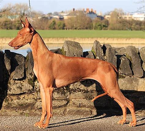 phclub|pharaoh hound breeders.